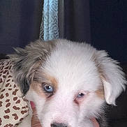 Nova joined the competition — help win amazing prizes! animal, blanket, blue_eyes, brown_spots, close_up, cozy, curious, cute, dog, fur, hand, indoor, nail_polish, patterned, pet, portrait, puppy, soft_fur, white_fur, young_dog