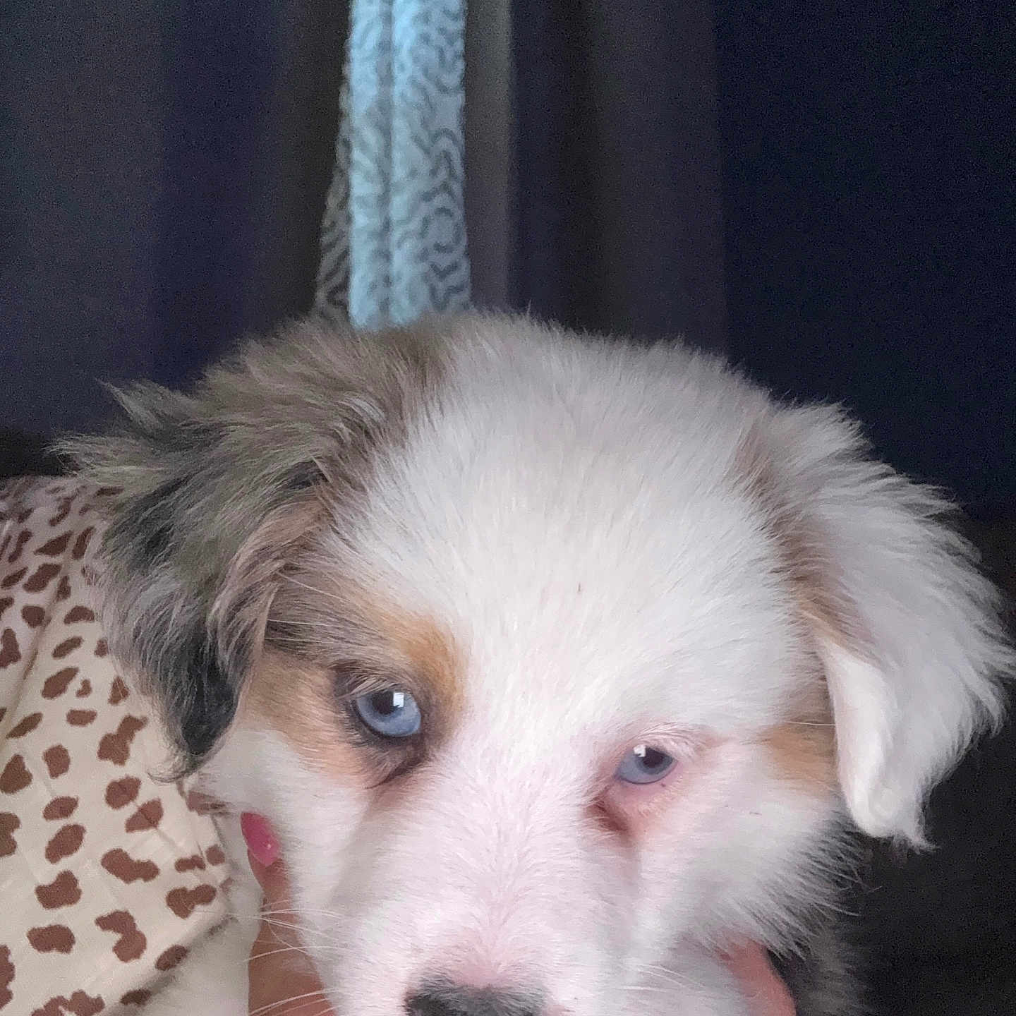 Nova