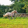 Pepito participe au concours pour gagner de l'argent avec cette photo :