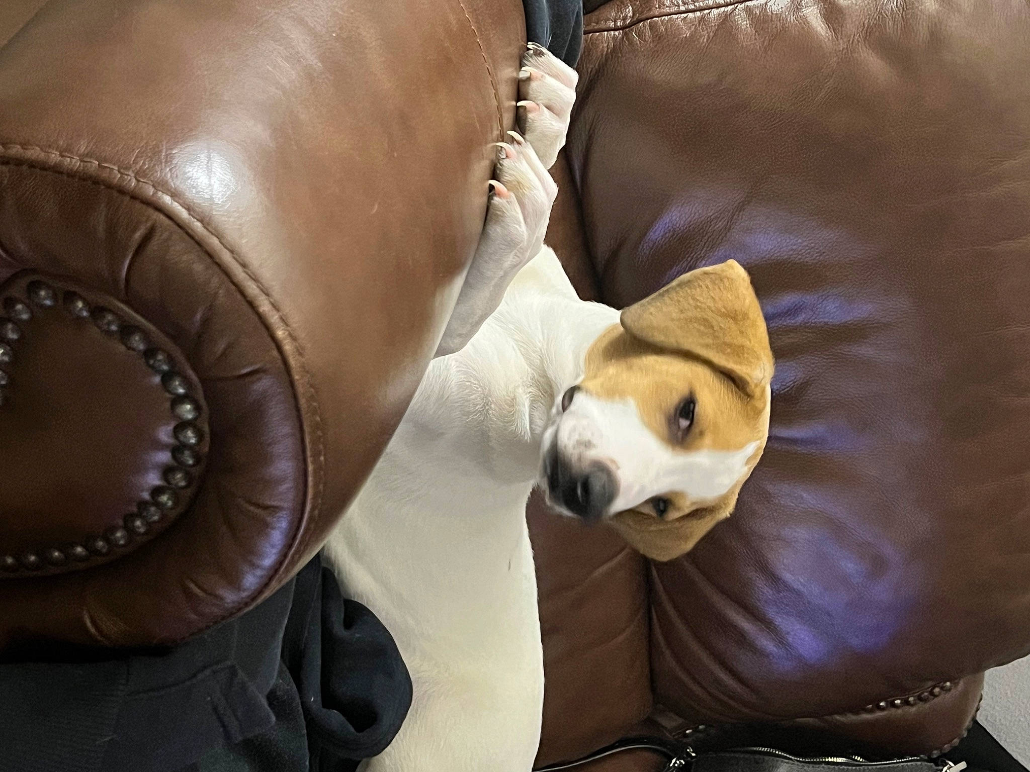 Nola is registered to the contest to win money with this photo: bag, baggage, carnivore, chair, comfort, companion_dog, couch, dog, dog_breed, fashion_accessory, fawn, fur, luggage_and_bags, sitting, snout, spitz, stuffed_toy, toy, whiskers, working_animal