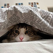 ébène a rejoint le concours — aidez-le/la à gagner de superbes lots ! cat, animal, pet, blanket, fur, whiskers, nose, eyes, indoor, cozy, pattern, bedroom, cute, closeup, hiding, comfort, soft, domestic, relaxed, curious