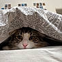 cat, animal, pet, blanket, fur, whiskers, nose, eyes, indoor, cozy, pattern, bedroom, cute, closeup, hiding, comfort, soft, domestic, relaxed, curious