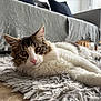 ébène a rejoint le concours — aidez-le/la à gagner de superbes lots ! cat, fluffy, indoor, rug, cozy, curious_eyes, white_fur, brown_fur, relaxed, pet, domestic_animal, wooden_floor, couch, blanket, home_interior, natural_light, furniture, long_hair, laying_down, close_up