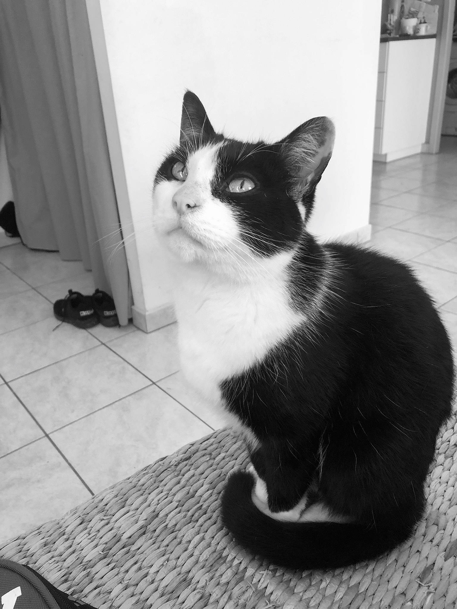 Bart a rejoint le concours — aidez-le/la à gagner de superbes lots ! aegean_cat, american_wirehair, asian, black_and_white, carnivore, cat, domestic_short_haired_cat, european_shorthair, felidae, mammal, polydactyl_cat, small_to_medium_sized_cats, snout, tail, whiskers