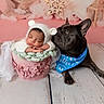 baby, sleeping, hat, knit_hat, basket, pink, floral, dog, french_bulldog, bandana, blue, floor, wooden_floor, face, cute, pet, animal, indoor, portrait, resting