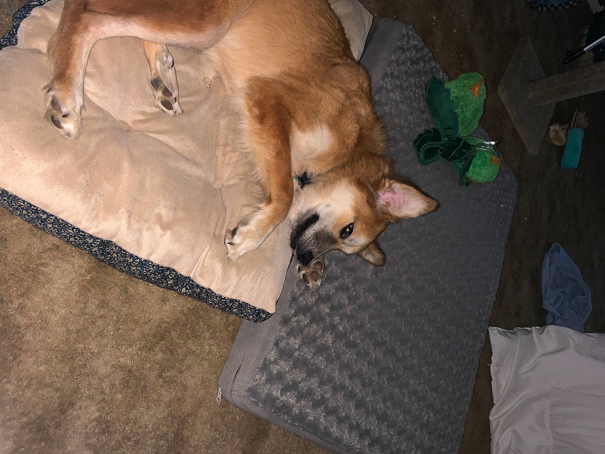 Octavia joined the competition — help win amazing prizes! canidae, carnivore, comfort, companion_dog, dog, dog_breed, fawn, felidae, flooring, fur, hardwood, paw, puppy, retriever, small_to_medium_sized_cats, sporting_group, tail, toy_dog, whiskers, wood