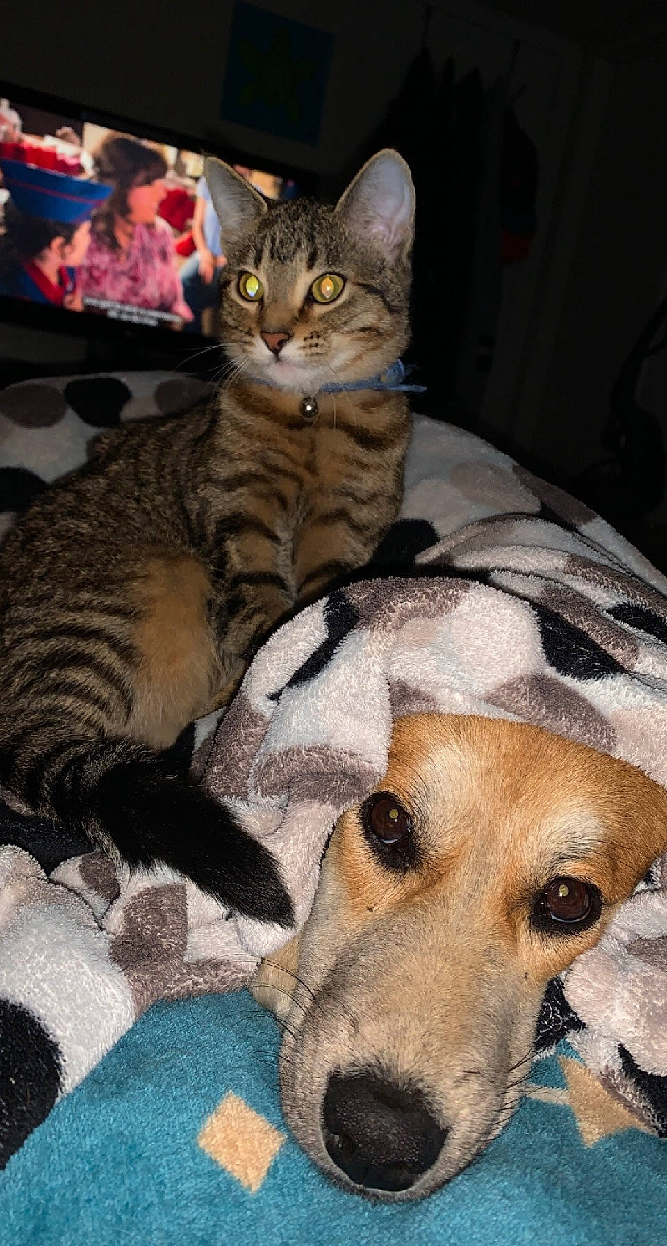 Octavia joined the competition — help win amazing prizes! canidae, carnivore, cat, claw, comfort, companion_dog, dog, dog_breed, dog_supply, domestic_short_haired_cat, fawn, felidae, fur, mammal, paw, small_to_medium_sized_cats, snout, sporting_group, vertebrate, whiskers