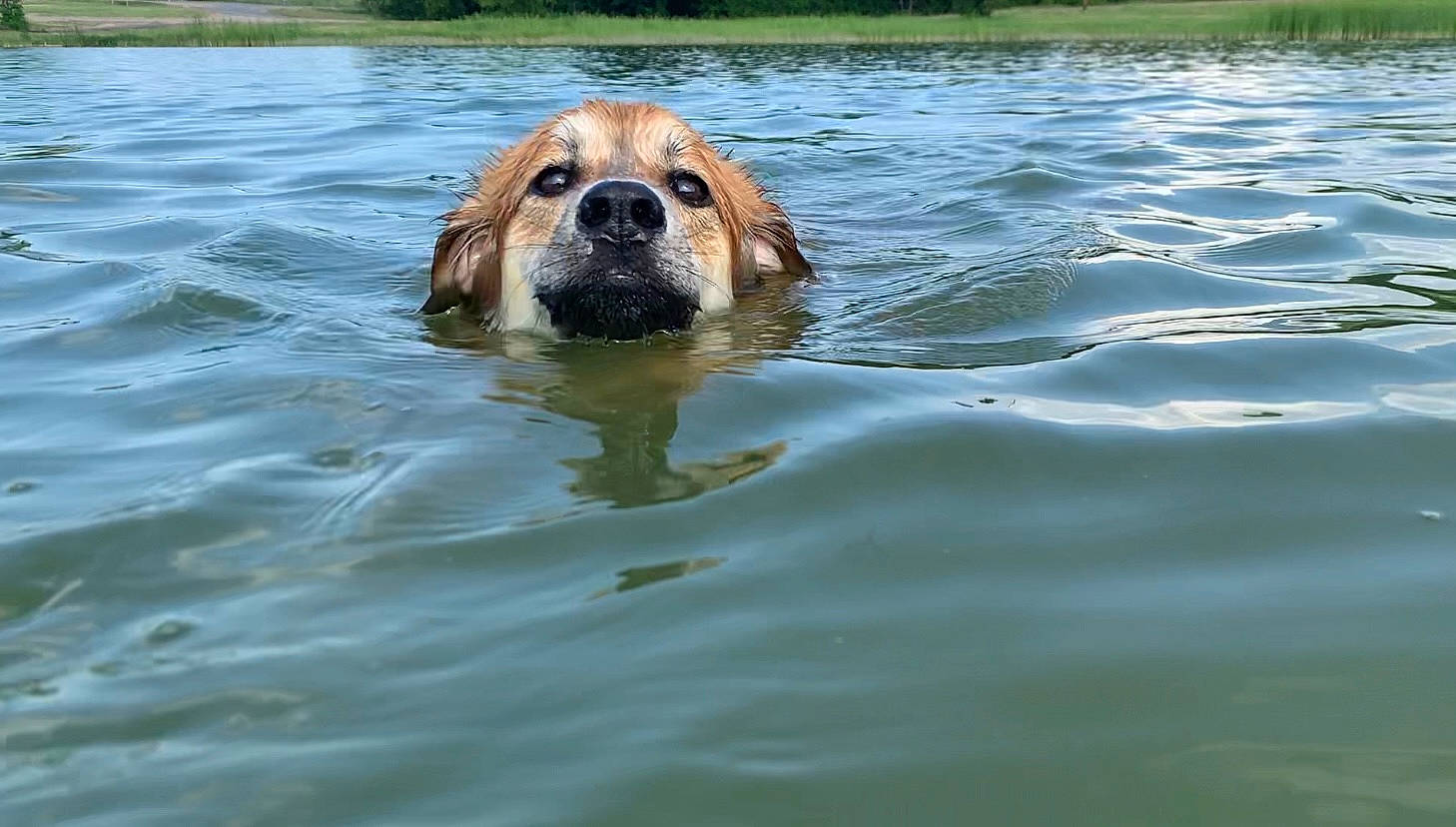 Octavia joined the competition — help win amazing prizes! body_of_water, canidae, carnivore, companion_dog, dog, dog_breed, fawn, fluid, grass, gun_dog, hunting_dog, lake, leisure, liquid, liver, plant, terrestrial_animal, water, working_animal, working_dog