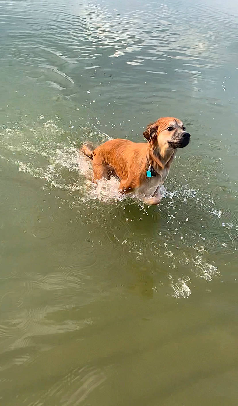 Octavia joined the competition — help win amazing prizes! canidae, carnivore, collar, companion_dog, dog, dog_breed, dog_collar, dog_supply, fawn, fun, gun_dog, lake, leisure, liquid, liver, pointing_breed, recreation, sporting_group, water, working_animal