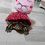Carapuce a rejoint le concours — aidez-le/la à gagner de superbes lots ! pink, plush, pond_turtle, reptile, stuffed_toy, textile, tortoise, turtle