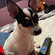 Boo-Boo joined the competition — help win amazing prizes! dog, small_dog, pet, indoor, bed, remote_control, blanket, wooden_bedpost, ears, black_and_white, curious, close_up, animal, cute, sitting, fur, paw, face, looking, room