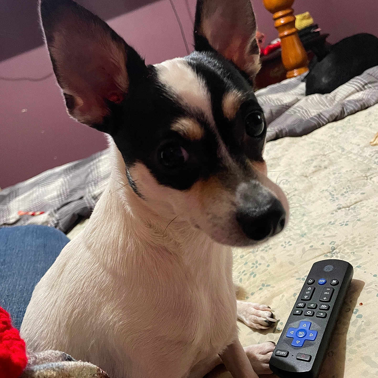 Boo-Boo joined the competition — help win amazing prizes! animal, bed, black_and_white, blanket, close_up, curious, cute, dog, ears, face, fur, indoor, looking, paw, pet, remote_control, room, sitting, small_dog, wooden_bedpost