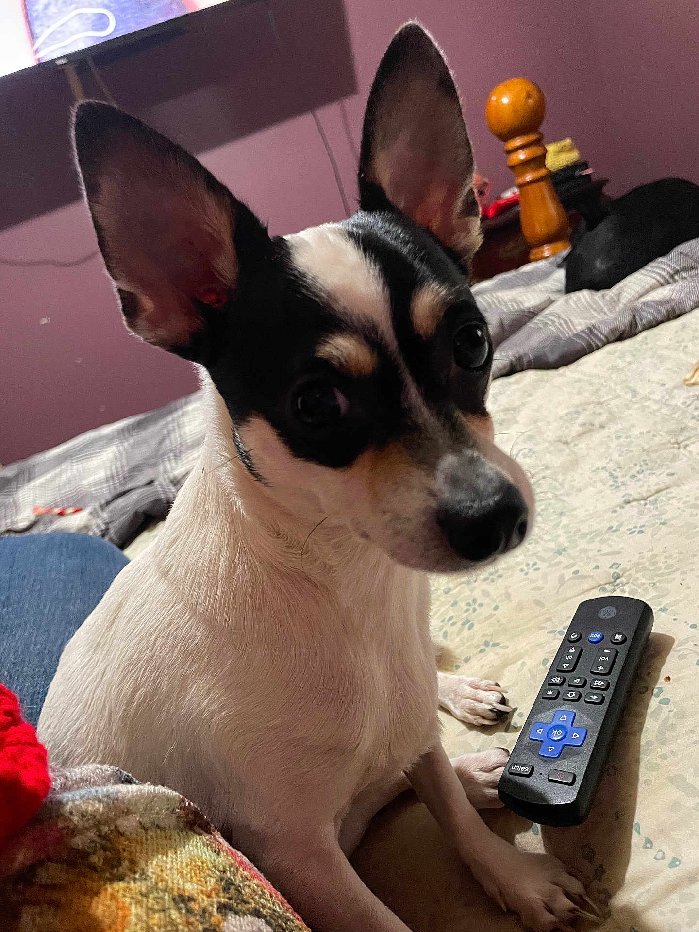 Boo-Boo joined the competition — help win amazing prizes! dog, small_dog, pet, indoor, bed, remote_control, blanket, wooden_bedpost, ears, black_and_white, curious, close_up, animal, cute, sitting, fur, paw, face, looking, room