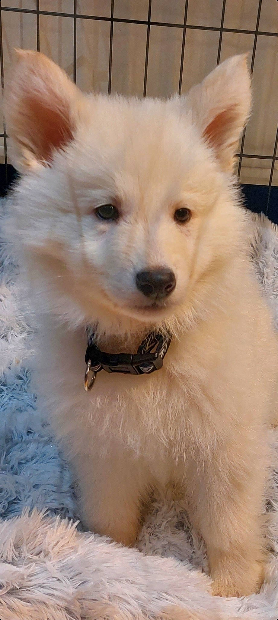 Dao participe au concours pour gagner de l'argent avec cette photo : american_eskimo_dog, canidae, carnivore, companion_dog, dog, dog_breed, fawn, fur, indian_spitz, japanese_spitz, non_sporting_group, samoyed, snout, spitz, sporting_group, volpino_italiano, whiskers, white, working_animal, working_dog