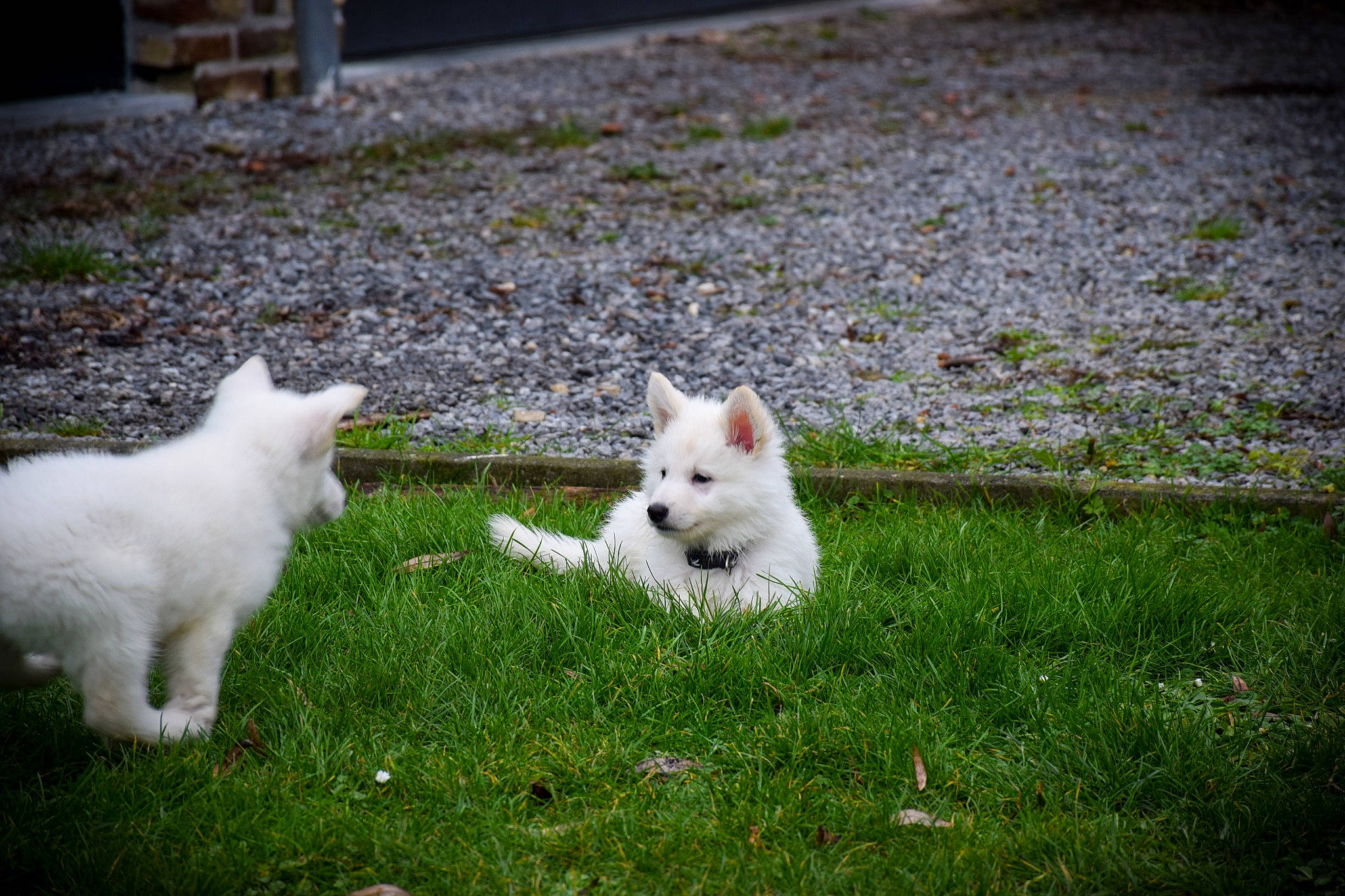 Dao a rejoint le concours — aidez-le/la à gagner de superbes lots ! canidae, carnivore, cat, companion_dog, dog_breed, felidae, flooring, fur, grass, groundcover, lawn, non_sporting_group, plant, small_to_medium_sized_cats, sporting_group, tail, terrestrial_animal, tree, whiskers, yard