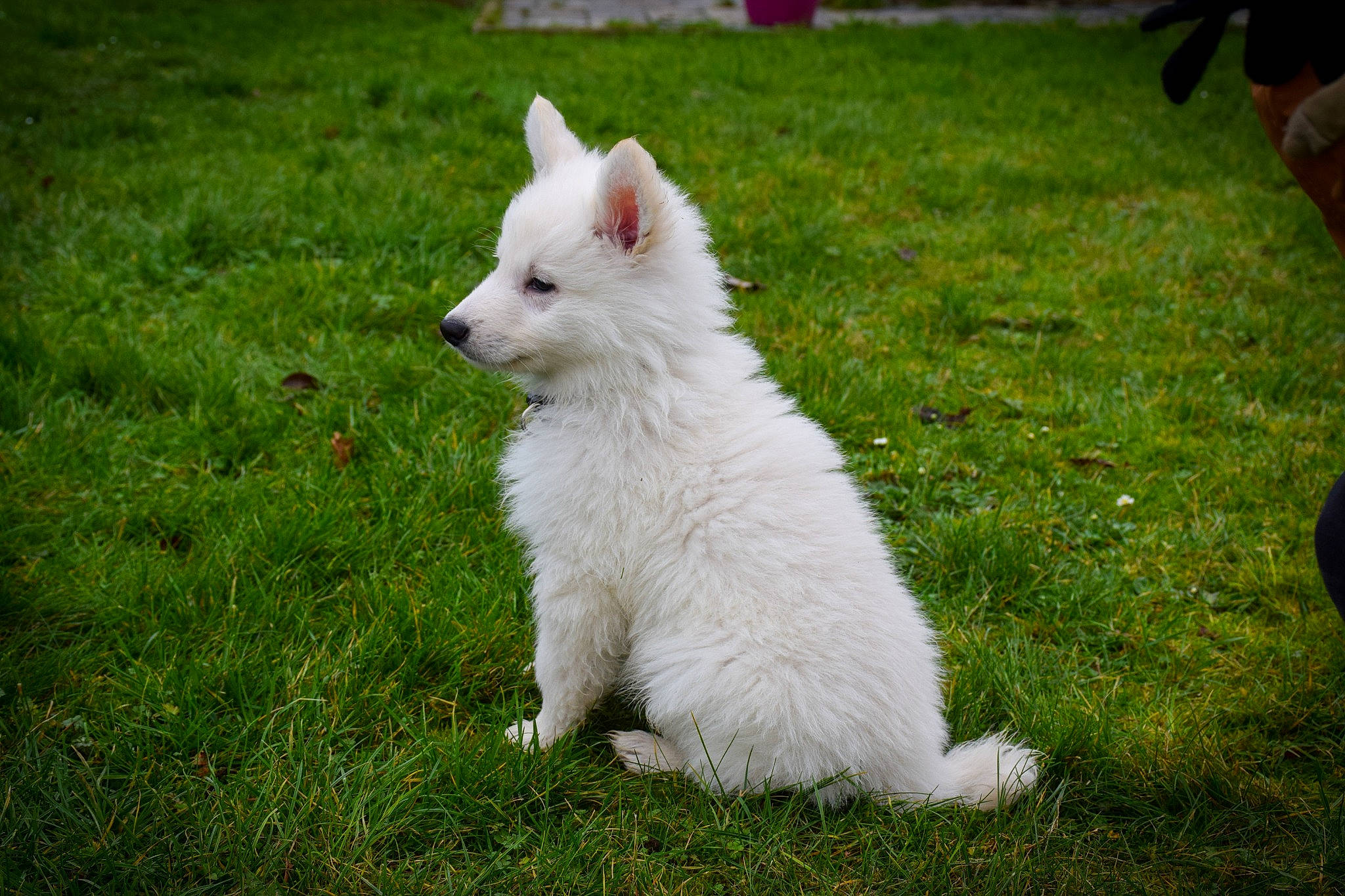 Dao participe au concours pour gagner de l'argent avec cette photo : ancient_dog_breeds, canidae, carnivore, companion_dog, dog, dog_breed, fur, grass, indian_spitz, non_sporting_group, plant, sporting_group, tail, working_animal