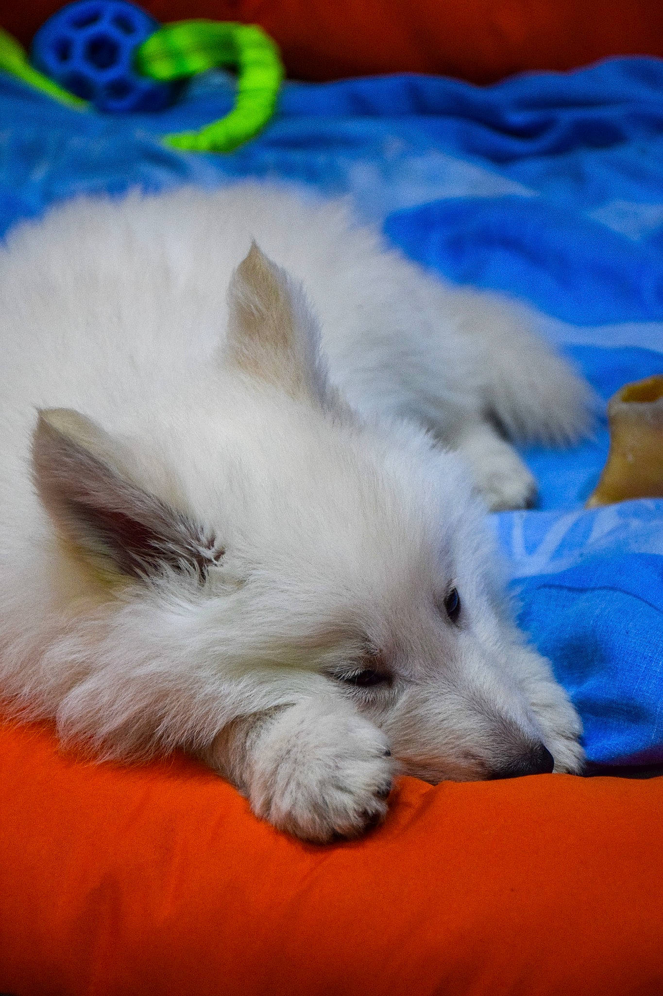 Dao participe au concours pour gagner de l'argent avec cette photo : blue, canidae, carnivore, comfort, companion_dog, dog, dog_breed, electric_blue, fawn, felidae, fur, japanese_spitz, nap, paw, snout, sporting_group, tail, terrier, toy_dog, whiskers