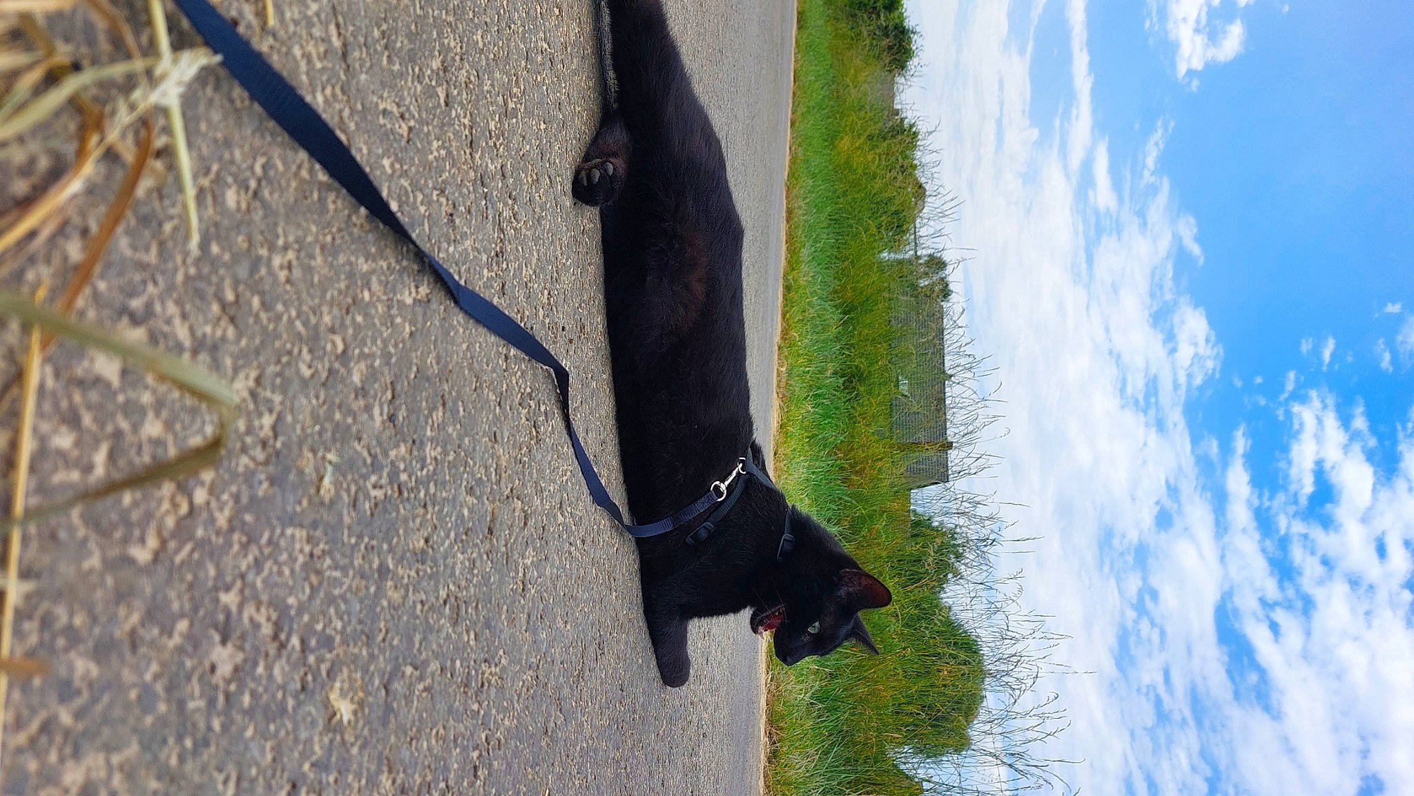 Cooper participe au concours pour gagner de l'argent avec cette photo : asphalt, beak, cloud, dog, dog_breed, grass, grey, mammal, plant, reflection, road_surface, shadow, sky, sporting_group, tail, tree, trunk, twig, water, wood