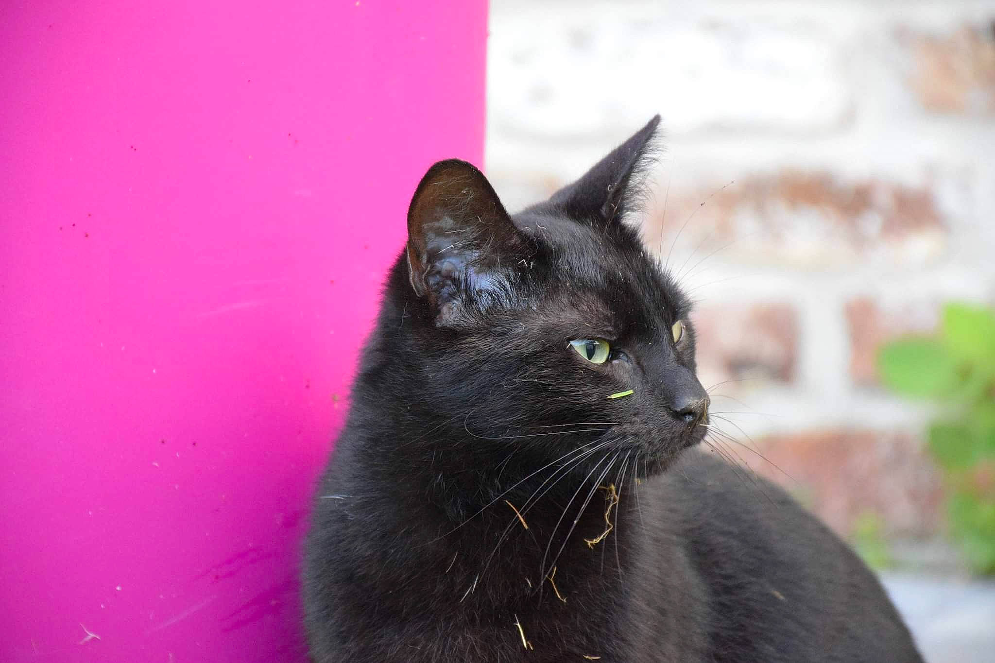 Cooper participe au concours pour gagner de l'argent avec cette photo : black_cat, bombay, carnivore, cat, domestic_short_haired_cat, felidae, fur, magenta, plant, small_to_medium_sized_cats, snout, whiskers