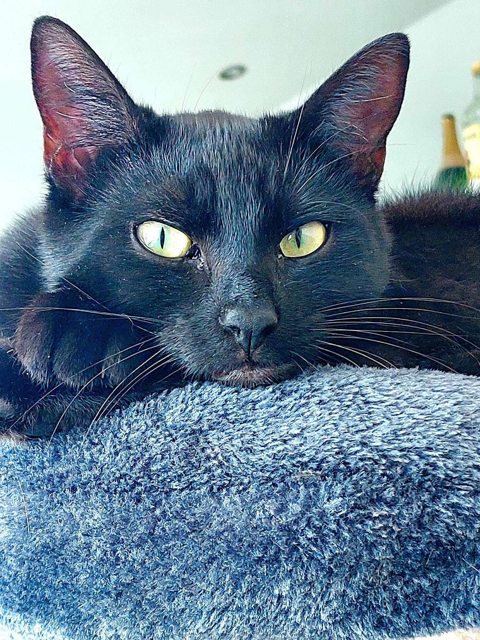 Cooper a rejoint le concours — aidez-le/la à gagner de superbes lots ! art, azure, black_cat, bombay, carnivore, cat, cat_supply, close_up, comfort, domestic_short_haired_cat, electric_blue, felidae, fur, iris, paw, small_to_medium_sized_cats, snout, terrestrial_animal, whiskers