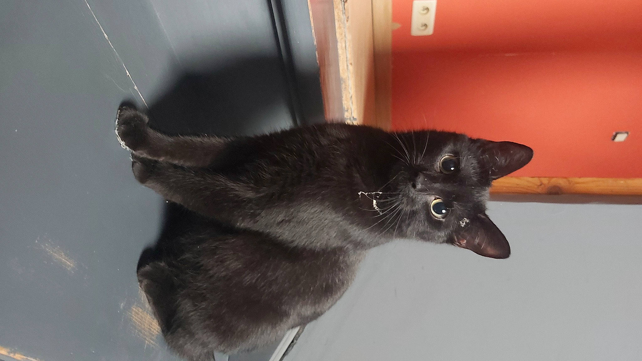 Cooper participe au concours pour gagner de l'argent avec cette photo : black_cat, bombay, canidae, carnivore, cat, claw, dog_breed, domestic_short_haired_cat, ear, felidae, flooring, fur, havana_brown, paw, pet_supply, small_to_medium_sized_cats, snout, tail, terrestrial_animal, whiskers