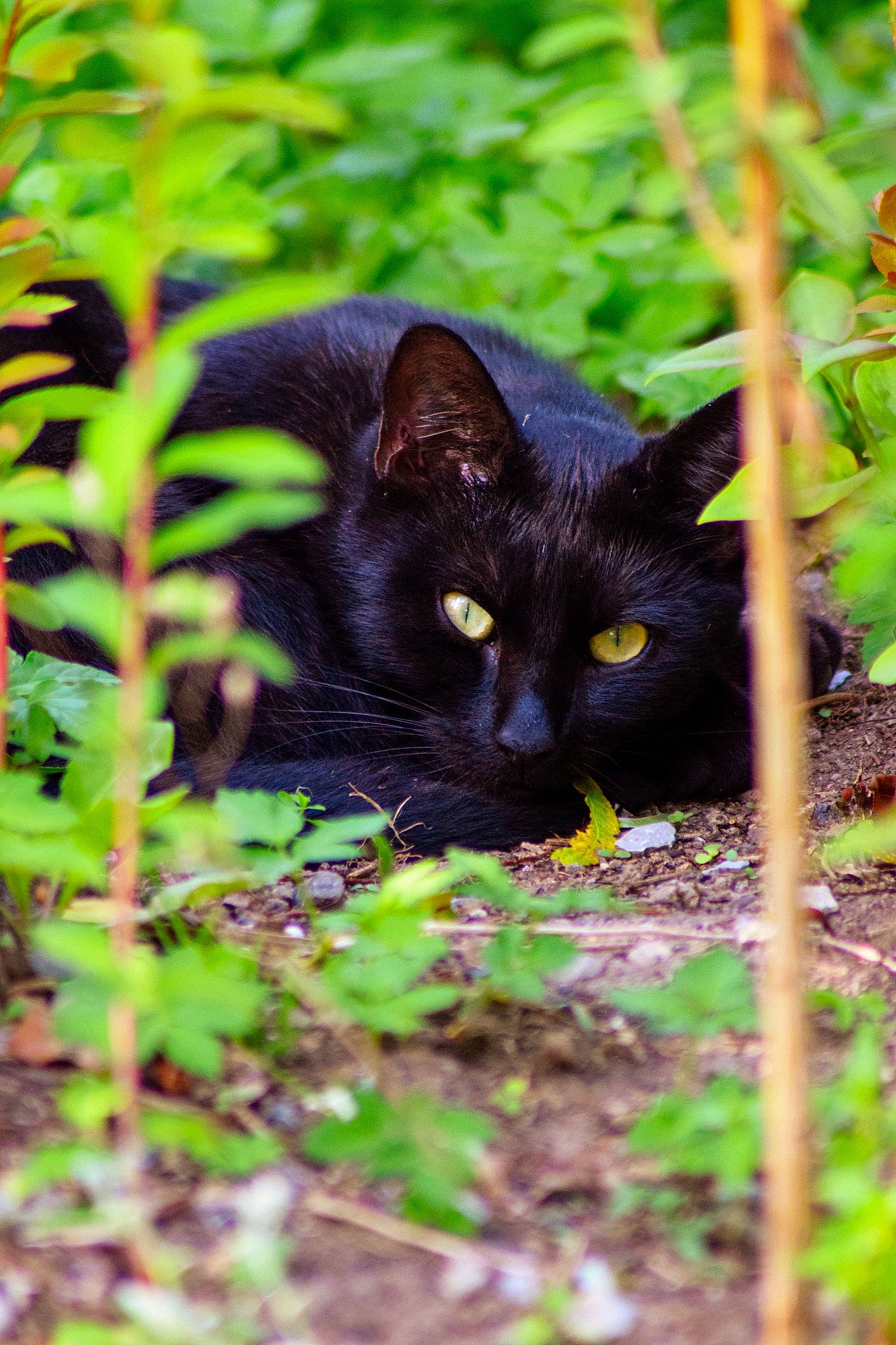Cooper participe au concours pour gagner de l'argent avec cette photo : black_cat, bombay, carnivore, cat, domestic_short_haired_cat, felidae, fur, grass, groundcover, plant, shrub, small_to_medium_sized_cats, terrestrial_animal, terrestrial_plant, tree, whiskers, wildlife