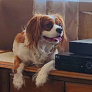Charlie is registered to the contest to win money with this photo: dog, cavalier_king_charles_spaniel, pet, indoor, wooden_surface, tongue_out, long_ears, white_and_brown, curtains, electronic_device, table, household, relaxed, cute, companion, fur, animal, portrait, happy, domestic