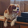 dog, cavalier_king_charles_spaniel, pet, indoor, wooden_surface, tongue_out, long_ears, white_and_brown, curtains, electronic_device, table, household, relaxed, cute, companion, fur, animal, portrait, happy, domestic