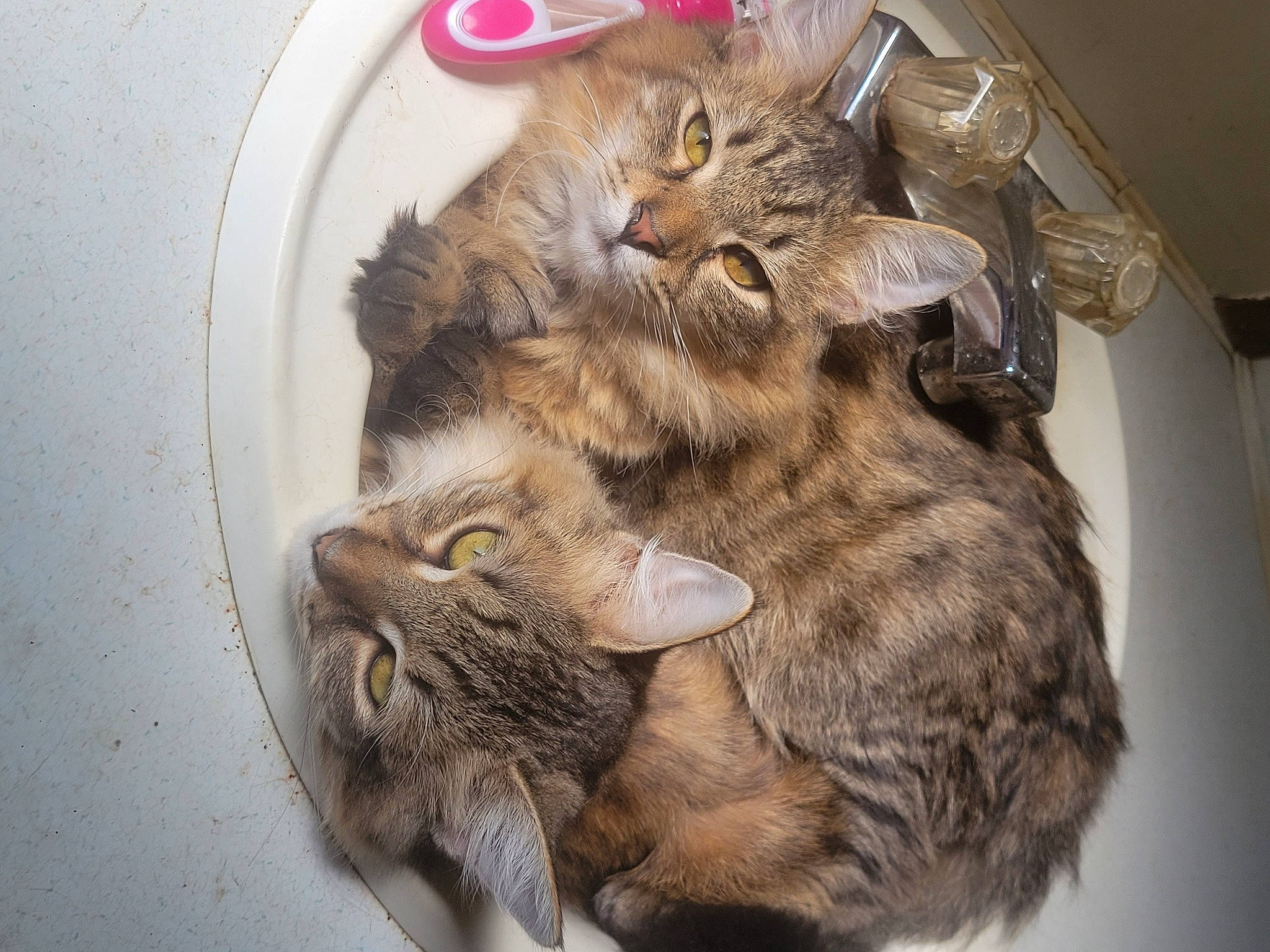 Spike And Gizzy is registered to the contest to win money with this photo: carnivore, cat, claw, comfort, domestic_short_haired_cat, fawn, felidae, fur, paw, small_to_medium_sized_cats, tail, terrestrial_animal, whiskers