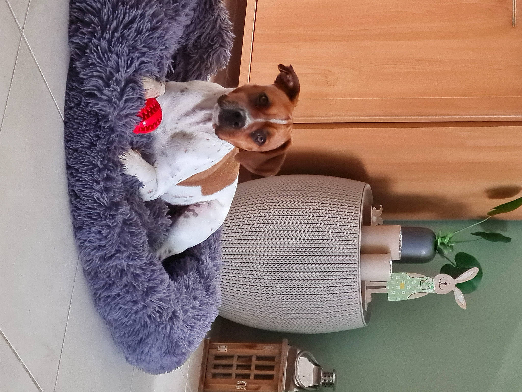 Paco a rejoint le concours — aidez-le/la à gagner de superbes lots ! carnivore, collar, companion_dog, dog, dog_breed, dog_supply, eyewear, fashion_accessory, fawn, fur, pet_supply, room, stuffed_toy, sunglasses, tail, textile, toy, wood, wool, working_animal