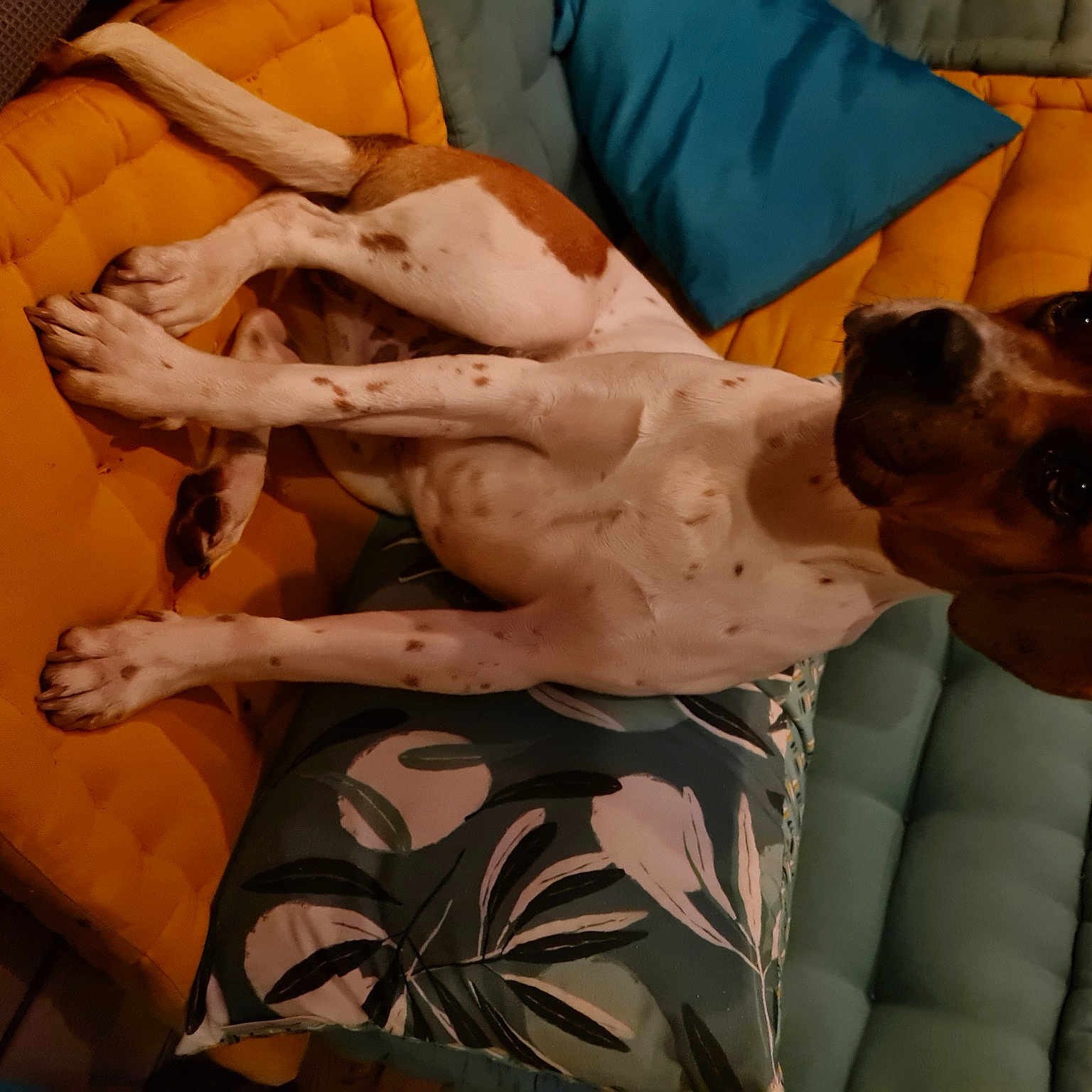 Paco