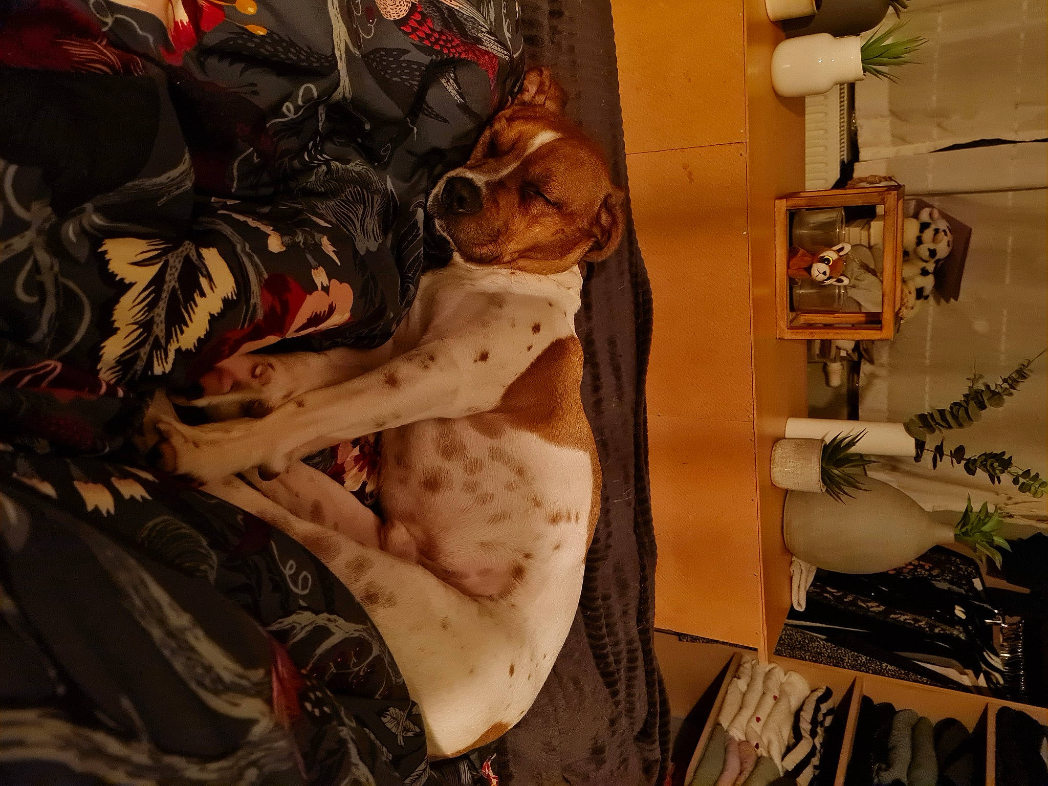 Paco a rejoint le concours — aidez-le/la à gagner de superbes lots ! art, chest, eyewear, fashion_design, fiction, flesh, flowerpot, fur, hat, houseplant, illustration, machine, pattern, personal_protective_equipment, plant, room, sleeve, t_shirt, tattoo, visual_arts