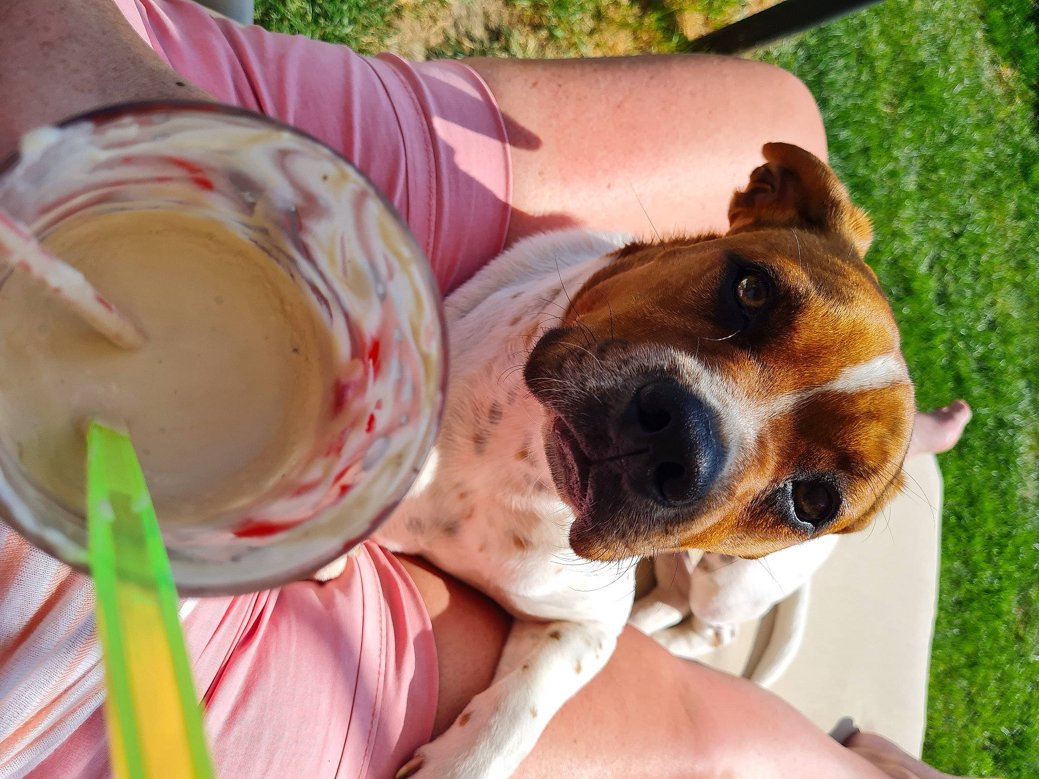 Paco participe au concours pour gagner de l'argent avec cette photo : canidae, carnivore, collar, companion_dog, dairy, dog, dog_breed, dog_collar, dog_supply, eyewear, food, grass, hound, ingredient, scent_hound, sporting_group, summer, sunglasses, whiskers, working_animal