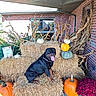 Bullett joined the competition — help win amazing prizes! autumn, brick_wall, collar, cornstalks, decorative_display, dog, fall_decor, green_pumpkin, hay_bale, mums, orange_pumpkin, outdoor, pet, porch, pumpkin, rottweiler, seasonal_display, sitting, smile, tongue_out