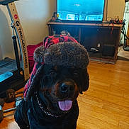 Bullett is registered to the contest to win money with this photo: animal, chain_collar, cozy, dog, exercise_equipment, furniture, hardwood_floor, hat, home, indoor, living_room, paw, pet, pet_accessory, portrait, rottweiler, smiling, television, tongue_out, treadmill