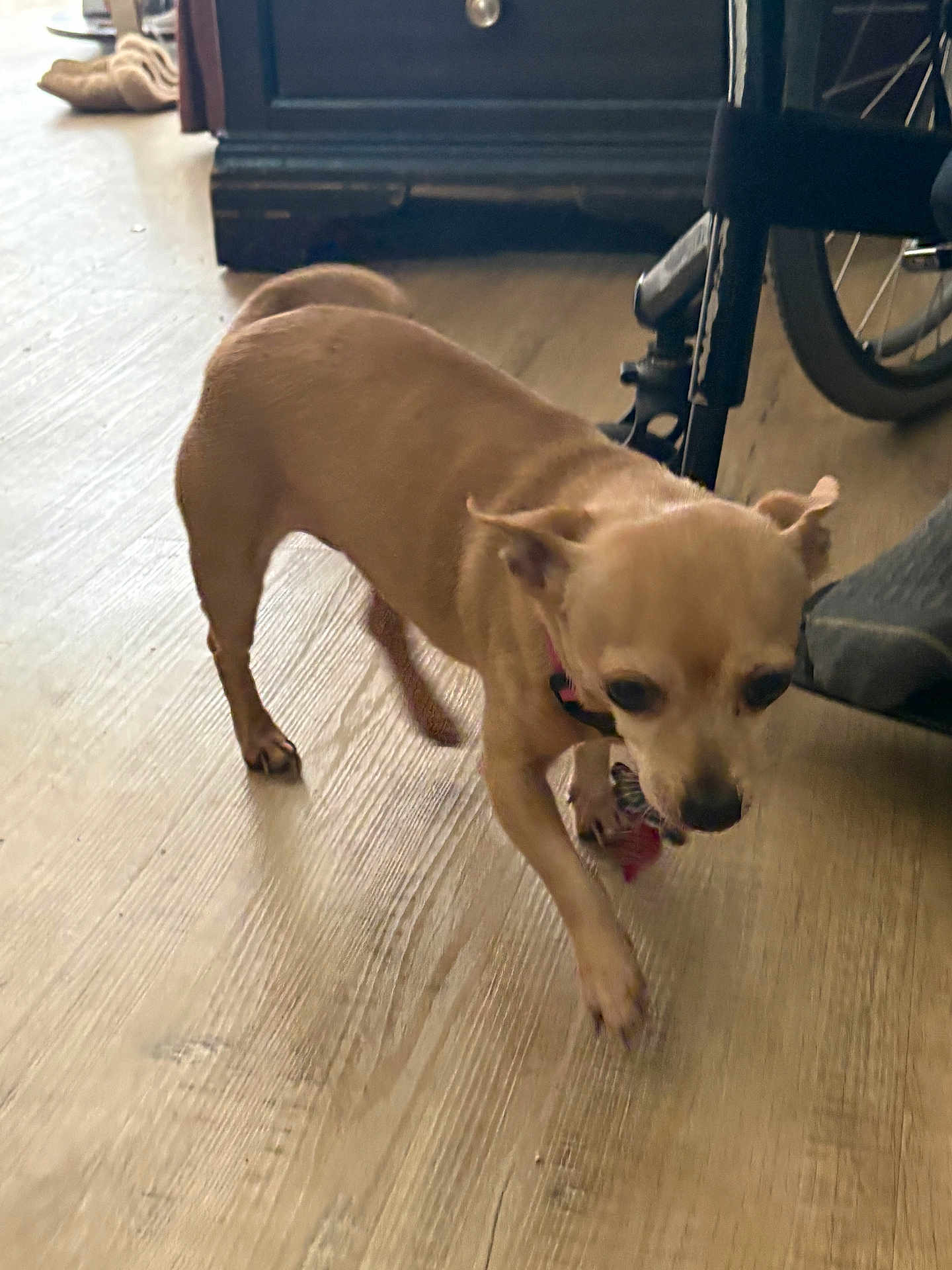 Tiny joined the competition — help win amazing prizes! dog, chihuahua, pet, indoor, wood_floor, toy, walking, small_dog, collar, wheelchair, furniture, home, closeup, motion_blur, cute, floorboards, domestic_animal, nose, ears, living_room