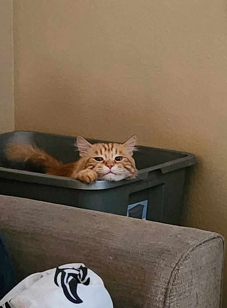 Charlie Micheaux is registered to the contest to win money with this photo: cat, orange_cat, tabby, pet, indoor, storage_bin, plastic_bin, couch, sofa, wall, relaxed, paw, whiskers, ears, lounging, domestic_animal, portrait, home, cozy, furniture