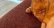 Charlie Micheaux joined the competition — help win amazing prizes! cat, couch, cozy, curled_up, cushion, ears, feline, fur, ginger_cat, home, indoors, paws, pet, portrait, radiator, relaxed, resting, sleeping, sofa, whiskers
