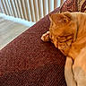 cat, couch, cozy, curled_up, cushion, ears, feline, fur, ginger_cat, home, indoors, paws, pet, portrait, radiator, relaxed, resting, sleeping, sofa, whiskers