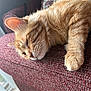 cat, orange_cat, ginger_cat, pet, sleeping, nap, close_up, whiskers, paw, couch, upholstery, indoor, sunlight, relaxed, feline, portrait, ear, cozy, cushion, window