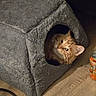 beverage_can, cat, cozy, cozy_corner, cubby, curious, ears, floor, furry_house, home, indoor, looking_up, orange_can, orange_tabby, pet, pet_bed, plush, soda_can, whiskers, wooden_floor