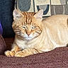 Charlie Micheaux joined the competition — help win amazing prizes! cat, closeup, couch, domestic_cat, ears, face, feline, fur, indoor, orange_cat, paw, pet, pillow, portrait, resting, sitting, sleepy, tabby, upholstery, whiskers