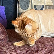 Charlie Micheaux joined the competition — help win amazing prizes! cat, close_up, couch, cozy, ear, fur, ginger_cat, grooming, home, indoor, orange_cat, patterned_cushion, paws, pet, resting, sleepy, sofa, texture, upholstery, whiskers