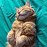 bed, blanket, cat, closeup, cozy, curled_paws, feline, fluffy_fur, ginger_cat, indoor, nap, orange_cat, paws, pet, portrait, relaxed, sleeping_cat, soft_fur, teal_sheet, whiskers