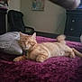 Charlie Micheaux is registered to the contest to win money with this photo: cat, orange_cat, tabby, pet, bed, blanket, purple_blanket, pillow, chair, dresser, tv_screen, tail, paw, whiskers, relaxed, sleeping, indoor, home, furniture, portrait