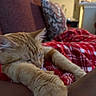 Charlie Micheaux is registered to the contest to win money with this photo: blanket, cat, close_up, couch, cozy, fur, furniture, ginger_cat, home, indoors, orange_cat, paws, pet, portrait, red_blanket, relaxed, resting, sleeping, warm_lighting, whiskers