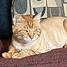 Charlie Micheaux is registered to the contest to win money with this photo: cat, closeup, couch, cushion, domestic_cat, fur, furniture, ginger_cat, indoor, loaf, orange_fur, patterned_background, paws, pet, portrait, relaxed, sleepy, tabby, upholstery, whiskers