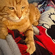 Charlie Micheaux joined the competition — help win amazing prizes! cat, ginger_cat, tabby, pet, feline, orange_fur, whiskers, paw, blanket, bedding, cozy, indoor, close_up, portrait, relaxed, resting, fur_texture, soft, home, blanket_pattern