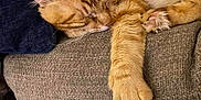 Charlie Micheaux is registered to the contest to win money with this photo: cat, sleeping_cat, orange_tabby, paw, sofa, couch, indoor, nap, whiskers, fur, cozy, relaxed, pet, feline, domestic_cat, closeup, home, furniture, armrest, napping