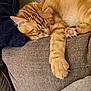 cat, sleeping_cat, orange_tabby, paw, sofa, couch, indoor, nap, whiskers, fur, cozy, relaxed, pet, feline, domestic_cat, closeup, home, furniture, armrest, napping